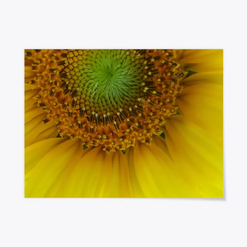 Sunflower poster